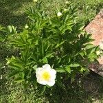 Paeonia lactiflora Habit
