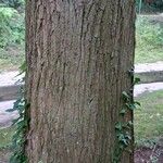 Taxodium distichum Bark