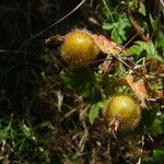 Ribes menziesii Owoc