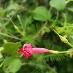 Ipomoea quamoclit പുഷ്പം