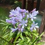 Agapanthus africanus Blomst