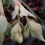 Helleborus foetidus Flor