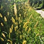 Setaria pumila ഫലം