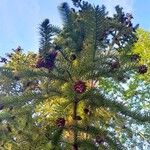 Cunninghamia lanceolata Лист