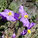 Solanum umbelliferum 花