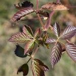 Rubus bertramii Blad