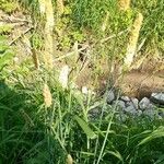 Phleum pratense Leaf