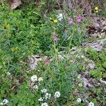 Misopates orontium 整株植物