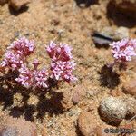 Chorizanthe staticoides ᱛᱟᱦᱮᱸ