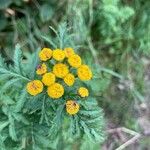 Tanacetum vulgareFloare