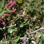 Berberis aetnensis Bark