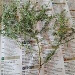 Lepidium ruderale Elinympäristö