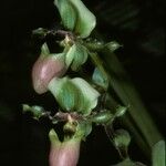 Paphiopedilum victoria-regina 花