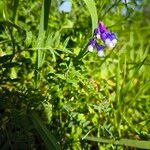 Vicia dasycarpa Кветка