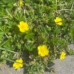 Potentilla brauneana Blomst