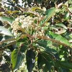 Harungana madagascariensis Otro