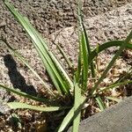 Nothoscordum gracile 葉