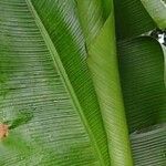 Musa acuminata Blad