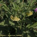 Physalis viscosa Blüte