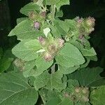 Arctium minusFlor