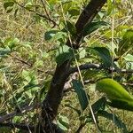 Malus domestica Bark