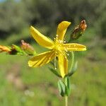 Hypericum australe Flower