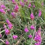 Erica ciliaris Floare