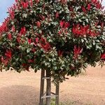 Photinia fraseri عادت داشتن