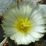 Astrophytum myriostigma Blomma