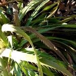 Eryngium agavifolium Листок
