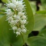 Maianthemum bifolium Цветок