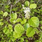 Fothergilla gardenii Folla