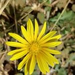 Xanthisma gracile Flower