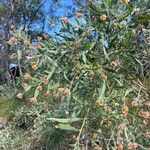 Jacksonia dilatata Deilen