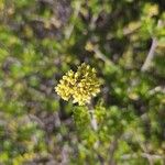 Rhus aromatica Flower