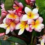 Plumeria rubraFlower