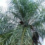 Acrocomia aculeata Hábito