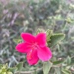 Hibiscus aponeurus Flor