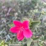 Hibiscus aponeurus Flor