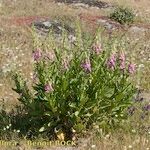 Digitalis thapsi 形态