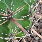 Ferocactus herrerae Прочее