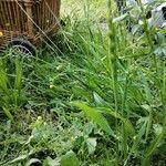 Aegilops ventricosa Fula