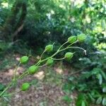 Camelina microcarpa Плод