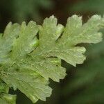 Trichomanes alatum Leaf