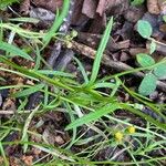 Senecio madagascariensis Fulla