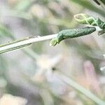 Lactuca orientalis Hoja