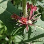 Triosteum perfoliatum Flower