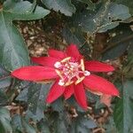 Passiflora vitifolia Flower