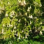 Brugmansia × candida Lehti