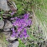 Linaria alpinaBloem